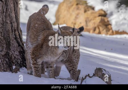 Deux lynx eurasiens, Lynx lynx, jouent dans la neige à la fin de l'hiver. Banque D'Images