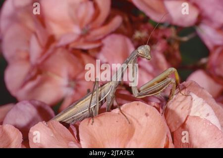 Spécimen de mantis européens reposant sur une fleur rose, Mantis religiosa, Mantidae Banque D'Images