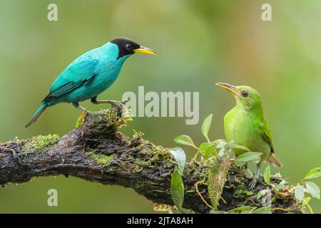 Les mâles et les femelles du chèvrier vert (Chlorophanes spiza) interagissent sur une branche de la forêt tropicale humide, au Costa Rica. Banque D'Images