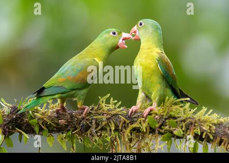 Deux Parakeet à chiné orange (Brotogeris jugularis) interagissant ensemble sur une branche couverte de mousse dans une forêt tropicale de pluie, au Costa Rica. Banque D'Images