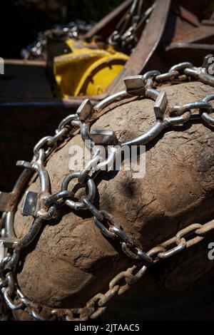 Chaînes de traction sur la grande roue d'une récolteuse de grumes de forêt travaillant la coupe du bois. Banque D'Images