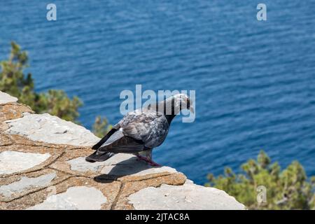 Pigeon perché sur des dalles de pierre sur un fond bleu de mer Banque D'Images