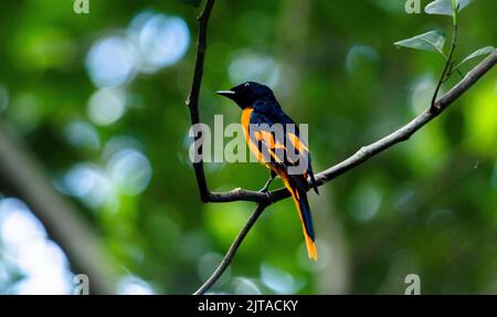 Belle photo d'un oiseau de mini-vivet masculin reposant sur une petite branche Banque D'Images