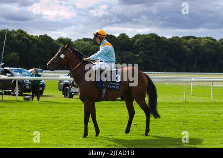 Jockey Ray Dawson sur Clarendon House aux courses de York. Banque D'Images