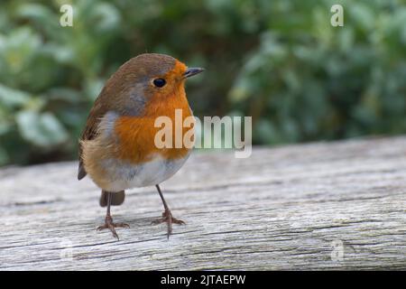 Un Robin européen (erithacus rubecula) se tenait sur une bûche Banque D'Images