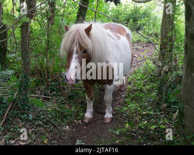 Poney Shetland de couleur marron clair et blanc sur un chemin à travers un bois du nord du pays de Galles du Royaume-Uni Banque D'Images