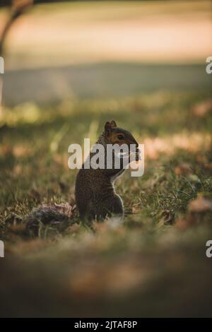 Écureuil mangeant des noix dans le parc Banque D'Images