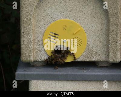 Les abeilles se rassemblent autour de la petite entrée de la ruche des abeilles du nord du pays de Galles au Royaume-Uni Banque D'Images