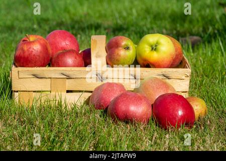 Récolte de pommes en automne avec un panier Banque D'Images