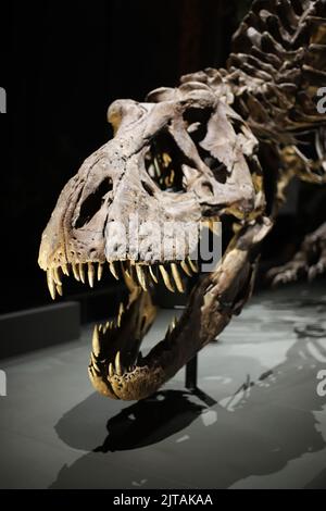 Crâne d'un dinosaure de tyrannosaurus rex Banque D'Images