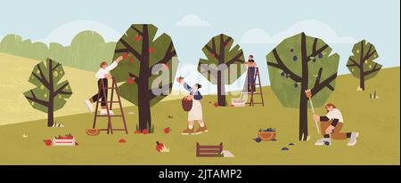 Les gens récoltant des fruits dans le verger dans des paniers en bois, des boîtes. Les agriculteurs cueillant des pommes, des prunes et des poires mûres dans le jardin. Les jardiniers ramassant la récolte à l'aide d'échelles. Travaux agricoles saisonniers Illustration de Vecteur