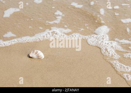 Coquille de lipper Limpet sur le rivage Banque D'Images