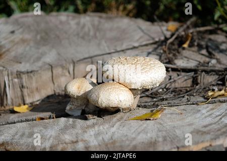 Champignons poussant sur une vieille souche. Champignons blancs sur un vieux arbre coupé à l'automne. Trois champignons dans le parc. Banque D'Images