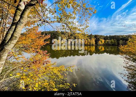 De magnifiques couleurs d'automne se distinguent dans une zone boisée autour d'un lac de Géorgie contre un ciel bleu de cobalt. Banque D'Images