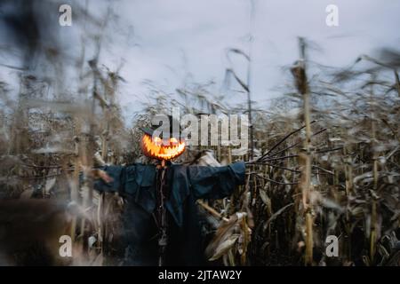 Épouvantail avec tête de citrouille dans un chapeau et manteau sur le champ de maïs de nuit. Un concept effrayant pour les fêtes d'Halloween. Arrière-plan de Halloweens Banque D'Images