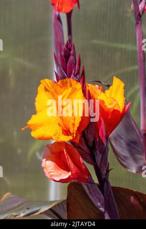 Fleurs de lis canna orange vif et vif avec des feuilles rouge profond dans un cadre de jardin. Banque D'Images