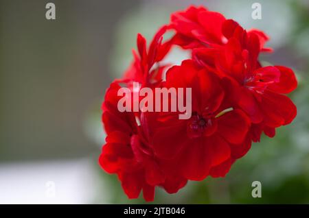 De belles fleurs de pélargonium (géranium) en gros plan. Fleur rouge foncé art point doux. Fleur de beauté dans le jardin. Un cadeau romantique ou un arrière-plan. Banque D'Images