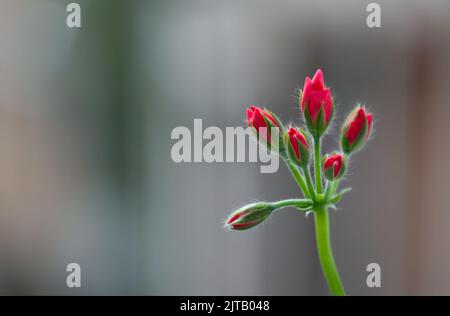 Bouton de fleur pélargonium ou géranium de couleur rose vive. Jardin ou installation intérieure. Image avec mise au point sélective. Banque D'Images