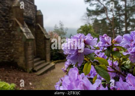 Le rhododendron violet hippophaeooides fleurit dans les jardins de Parcevall Hall dans le parc national de Yorkshire Dales, Angleterre, Royaume-Uni Banque D'Images