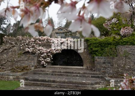 Vue sur les jardins, les cerisiers en fleurs et le magnolia à Parceevall Hall, dans le parc national du Yorkshire Dales, Angleterre, Royaume-Uni Banque D'Images