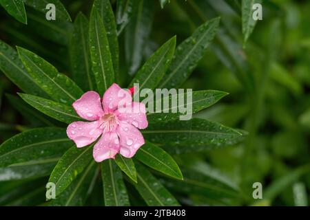Gouttes de pluie sur une fleur de Laurier Banque D'Images