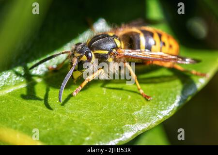 Image macro d'une grande guêpe commune (Vespula vulgaris) sur une feuille en gros plan montrant des motifs sur ses yeux composés, Yorkshire, Angleterre, Royaume-Uni Banque D'Images