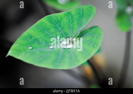 Tasses à café, oreille d'éléphant ou Colocasia esculenta ou Colocasia et chute de pluie ou de rosée Banque D'Images