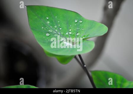 Tasses à café, oreille d'éléphant ou Colocasia esculenta ou Colocasia et chute de pluie ou de rosée Banque D'Images