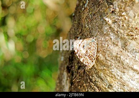 Un papillon hibou reposant sur le tronc de l'arbre dans le parc national des chutes d'Iguazu, Puerto Iguazu, Argentine Banque D'Images