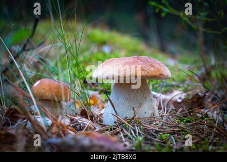 Assaisonnez deux champignons blancs porcini. Saison d'automne cueillez les champignons. Une alimentation végétarienne saine qui grandit dans la nature. Plantes biologiques en bois Banque D'Images