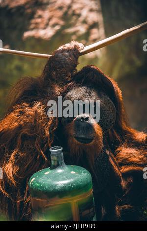 Une photo verticale d'un orangé dans un zoo Banque D'Images