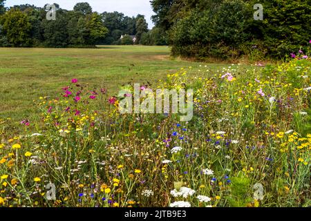 La diversité au bord de la route. Des fleurs sauvages bordent les champs autour du château de Twickel. Floraison sur une prairie et une ferme en arrière-plan à Hof van Twente, pays-Bas Banque D'Images