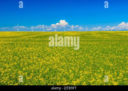 Un champ de canola jaune vif avec une ligne d'éoliennes à la distance Banque D'Images