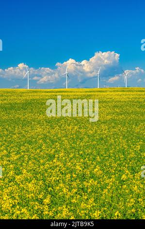 Un champ de canola en fleur avec une rangée d'éoliennes blanches et des nuages en hausse au loin Banque D'Images