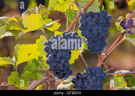 Bleu pittoresque et grands raisins sur une vigne en arrière-lumière, Allemagne Banque D'Images