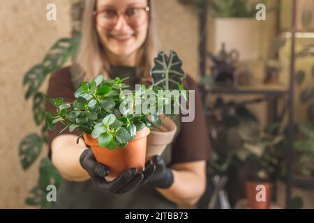 Bonne femme de milieu d'âge jardinier portant un tablier et des lunettes prenant soin des plantes de maison. Concept de petite entreprise, jardinage indépendant ou passe-temps Banque D'Images