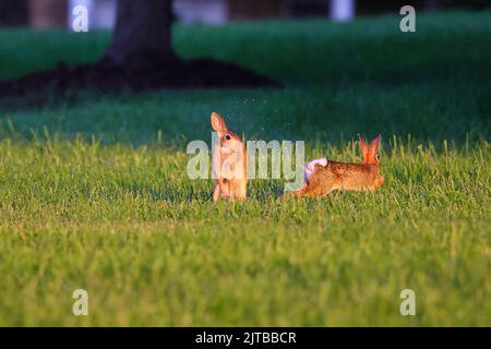 Une belle photo de deux lapins sauvages jouant ensemble sur l'herbe verte humide dans le parc Banque D'Images