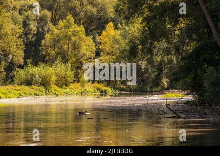 Animaux sauvages comme un canard et des hérons dans un lac dans un parc naturel en Allemagne Banque D'Images
