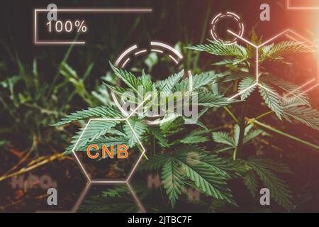 Sélection de nouvelles variétés de cannabis. Formules chimiques dans la culture végétale. La composition chimique du chanvre. Formule végétale saine. Une agriculture intelligente, usi Banque D'Images