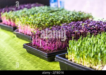 Différentes variétés de micro-pousses poussent dans des bacs à graines noirs sur une table verte au stand MOOY Microgreens du Hansemarkt à Deventer, l'une des neuf villes hanséatiques historiques sur la rivière IJssel, province d'Overijssel, Pays-Bas. Des plantules violet foncé et vert sont serrées les unes contre les autres. Banque D'Images