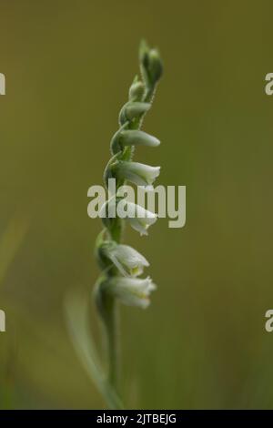 Orchidée des dames d'automne en fleur Banque D'Images