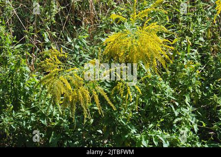 Verge rouge du Canada, Kanadische Goldrute, Verge d'Or du Canada, Solidago canadensis, kanadai aranyvessző, Budapest, Hongrie, Magyarország, Europe Banque D'Images