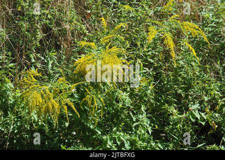 Verge rouge du Canada, Kanadische Goldrute, Verge d'Or du Canada, Solidago canadensis, kanadai aranyvessző, Budapest, Hongrie, Magyarország, Europe Banque D'Images