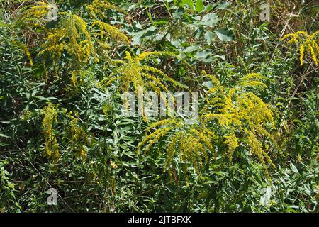 Verge rouge du Canada, Kanadische Goldrute, Verge d'Or du Canada, Solidago canadensis, kanadai aranyvessző, Budapest, Hongrie, Magyarország, Europe Banque D'Images