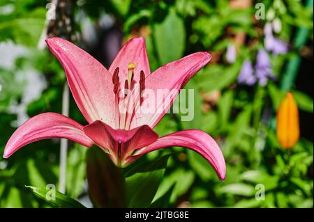 Gros plan de la fleur d'un lys rose (Lilium Bulbiferum). Banque D'Images