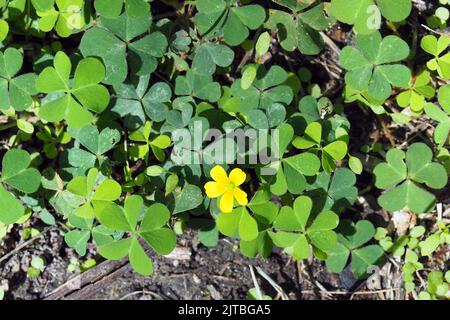 Sorelle de bois du sud, éperon jaune, Dillenius-Sauerklee, Oxalis dillenii, parlagi madársóska, Budapest, Hongrie, Magyarország, Europe Banque D'Images