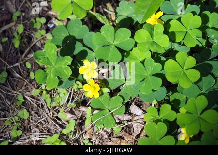 Sorelle de bois du sud, éperon jaune, Dillenius-Sauerklee, Oxalis dillenii, parlagi madársóska, Budapest, Hongrie, Magyarország, Europe Banque D'Images