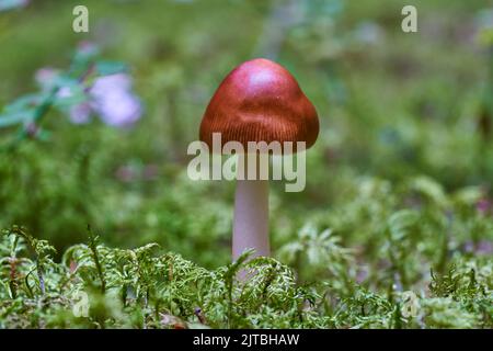 Un champignon Amanita fulva, également connu sous le nom de grisette tawny Banque D'Images