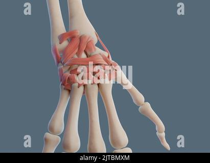 Vue rapprochée de l'articulation du poignet, avec les ligaments et les os. Banque D'Images