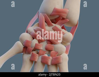 Vue rapprochée de l'articulation du poignet, avec les ligaments et les os. Banque D'Images